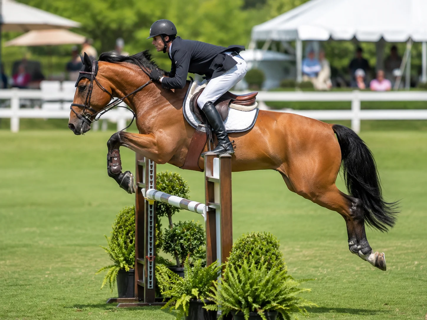 Hunter / Jumper