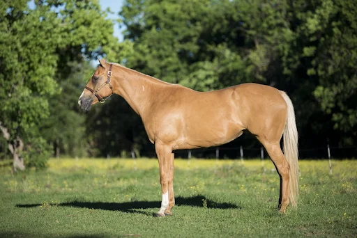 Quarter Horse