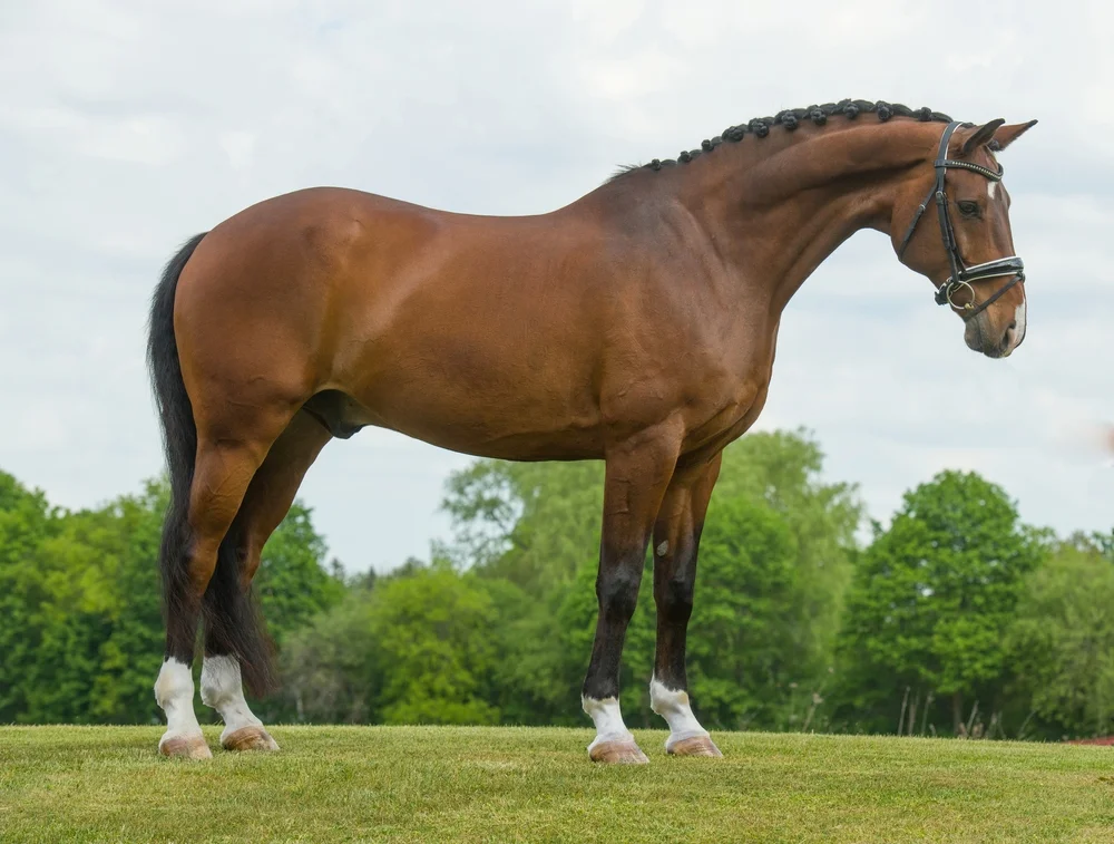 Warmblood