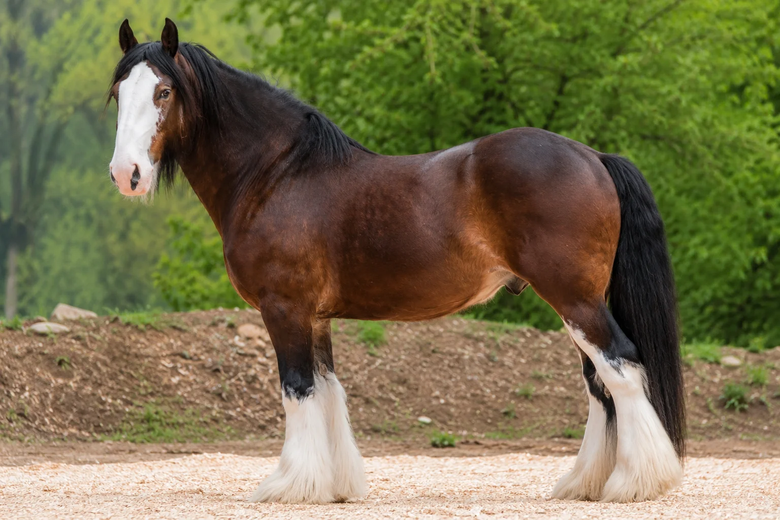 Clydesdale