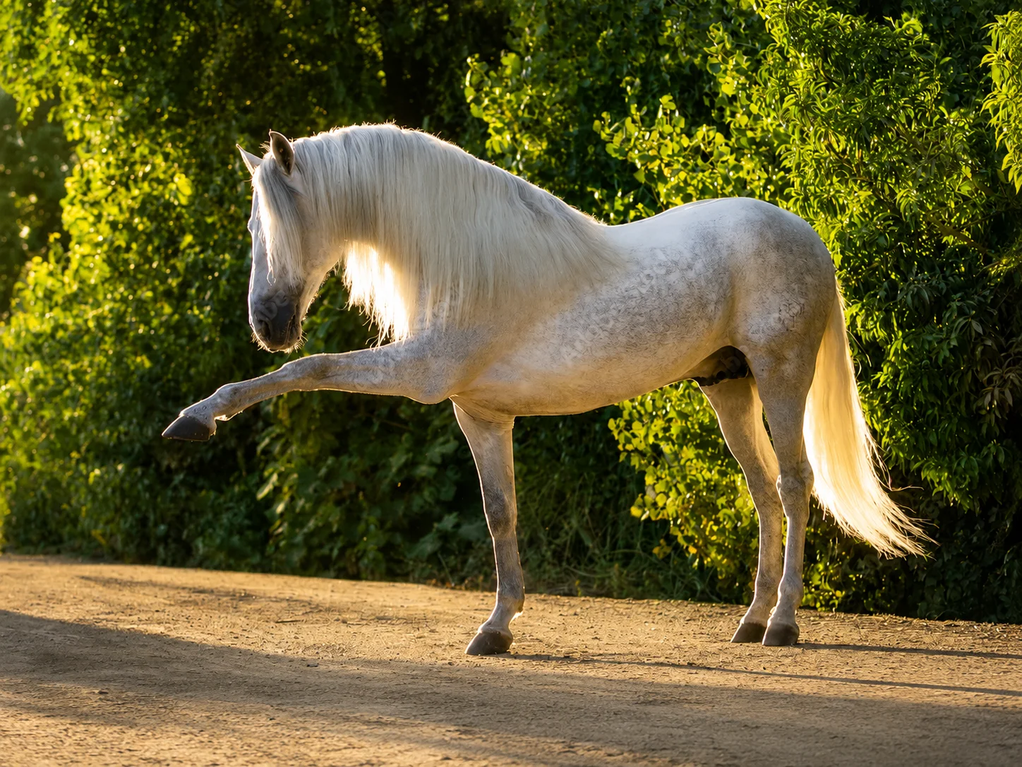 Andalusian